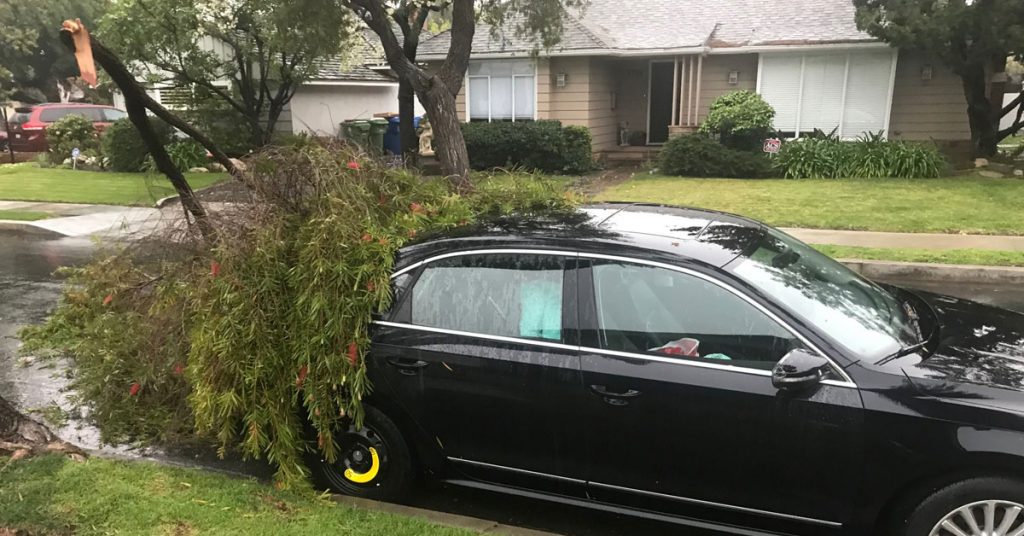 tree-branch-fell-on-volkswagen-passat-passenger-side tree-branch-fell-on-volkswagen-passat-passenger-side